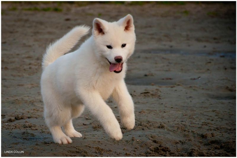 Akita