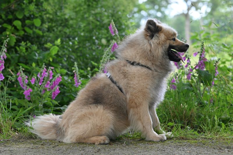 Eurasier