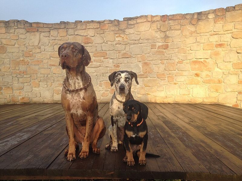 Catahoula Leopard Dog
