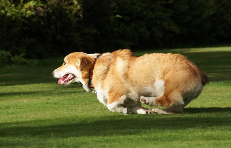 13 dogs that never outgrow their playful side - and 3 that'd rather watch from the couch 7 Corgi