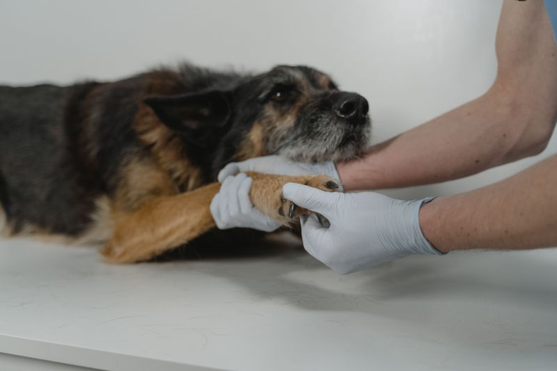 Winter paws take a beating, and these 9 habits keep them from cracking 7 Do a quick weekly paw check