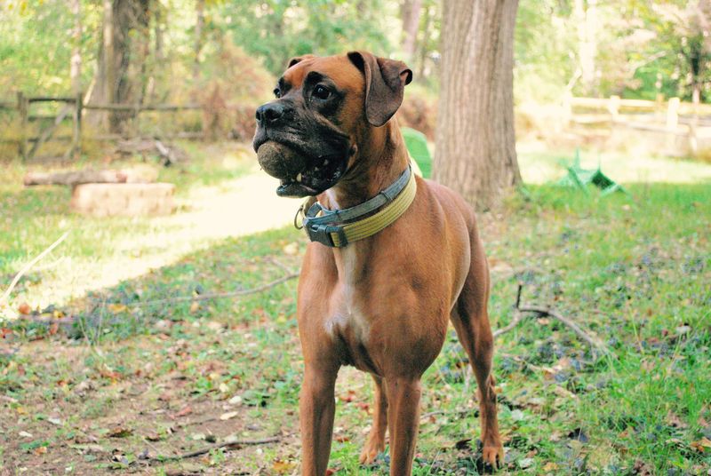 11 dogs with instincts so sharp they often spot trouble first 12 Boxer
