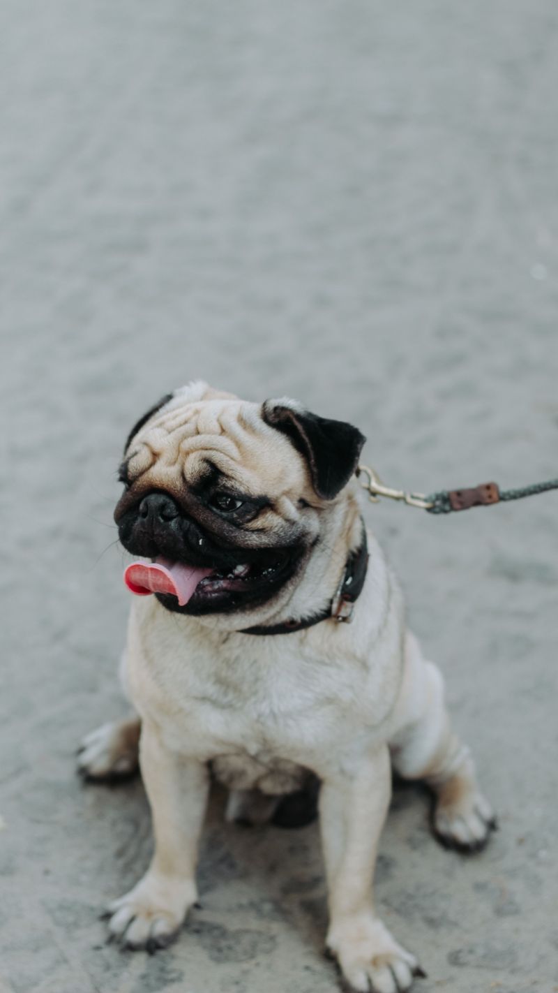 The best dog for everyday life may be the one that doesn't demand your entire lifestyle change 12 Pug