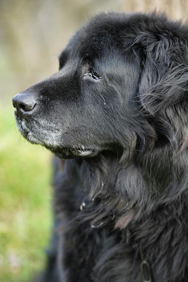 11 low-drama dog breeds that bring calm instead of constant stress 6 Newfoundland