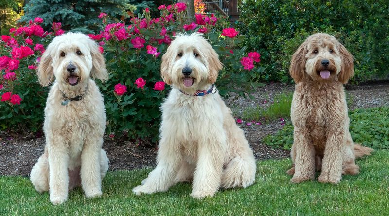 18 dog breeds people think are perfect family pets - until they discover the hidden challenges, plus 4 breeds that are even tougher 11 Doodle Mixes (Goldendoodle, Labradoodle)