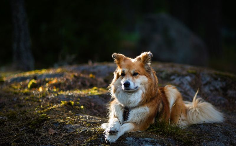 Icelandic Sheepdog