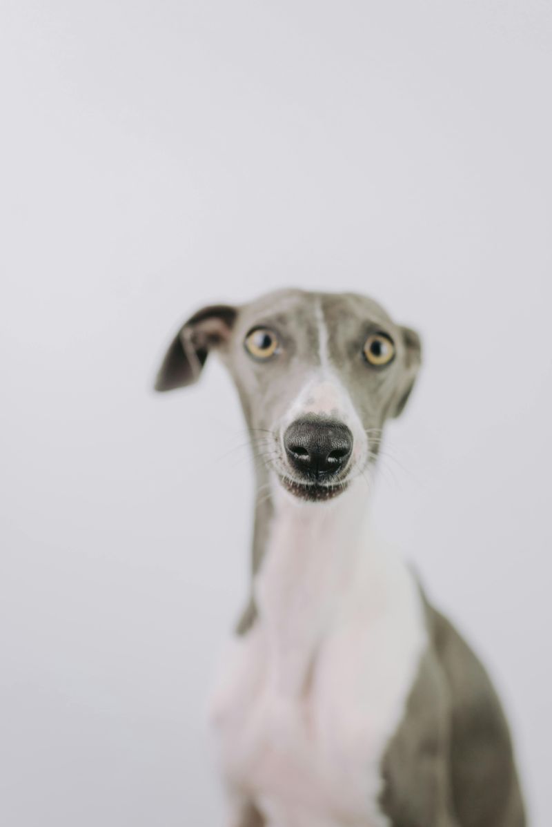Italian Greyhound
