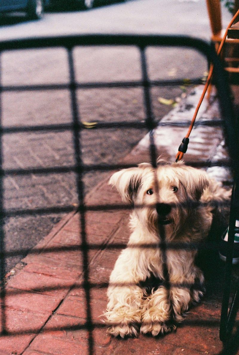 14 dog breeds people used to love but are now quietly abandoning 8 Skye Terrier