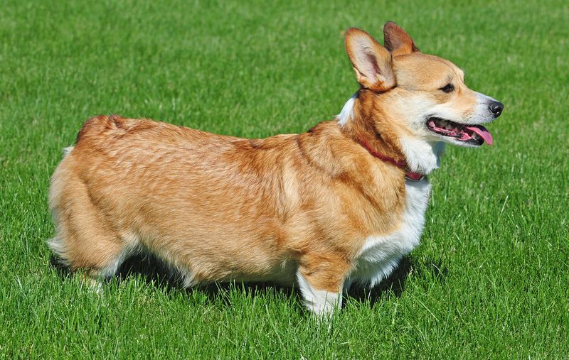 Busy households ask a lot from a dog - These breeds often have qualities families appreciate 5 Pembroke Welsh Corgi