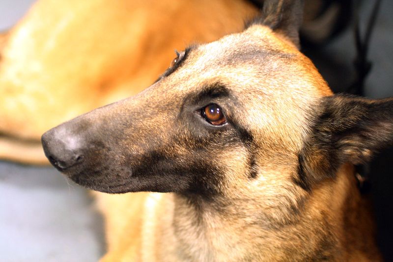 Love shepherd dogs? These breeds include a few you may never have encountered 4 Belgian Malinois