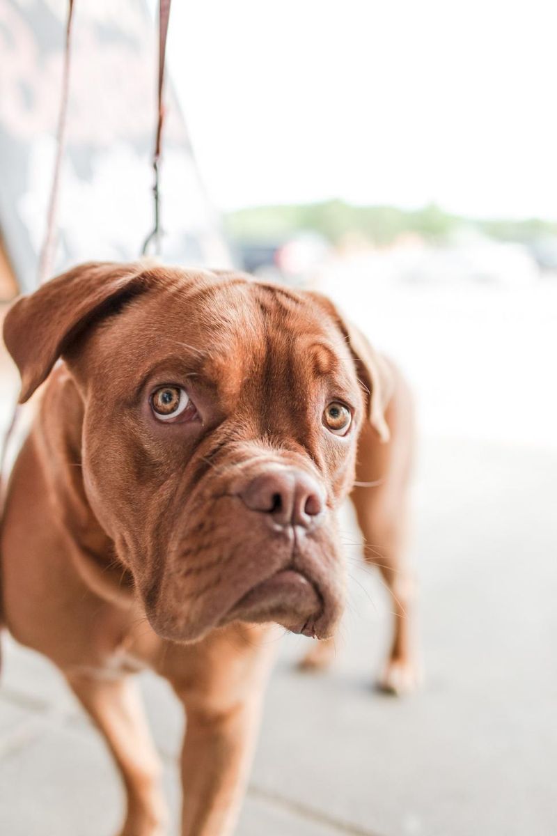 11 calm guardian breeds that don't need aggression to command respect 10 Bullmastiff