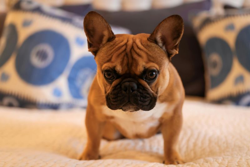 Floor licking can be a warning sign - 10 dog breeds prone to it 6 French Bulldog