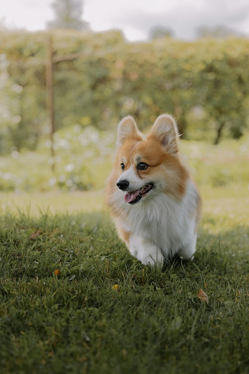 Pembroke Welsh Corgi