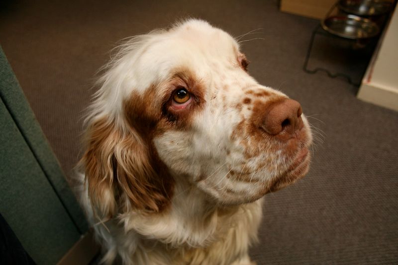 These dog breeds often return happier after a little uninterrupted quiet 4 Clumber Spaniel
