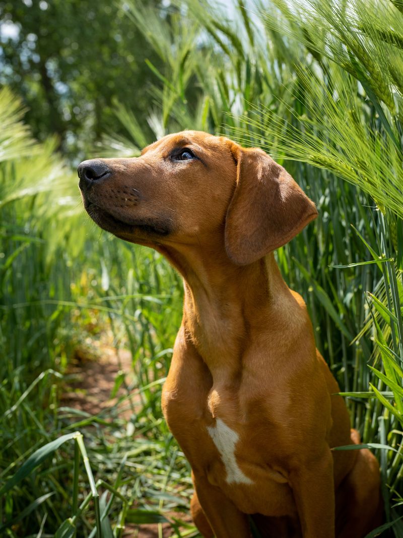 New environments rarely slow these 12 confident dog breeds down 5 Rhodesian Ridgeback