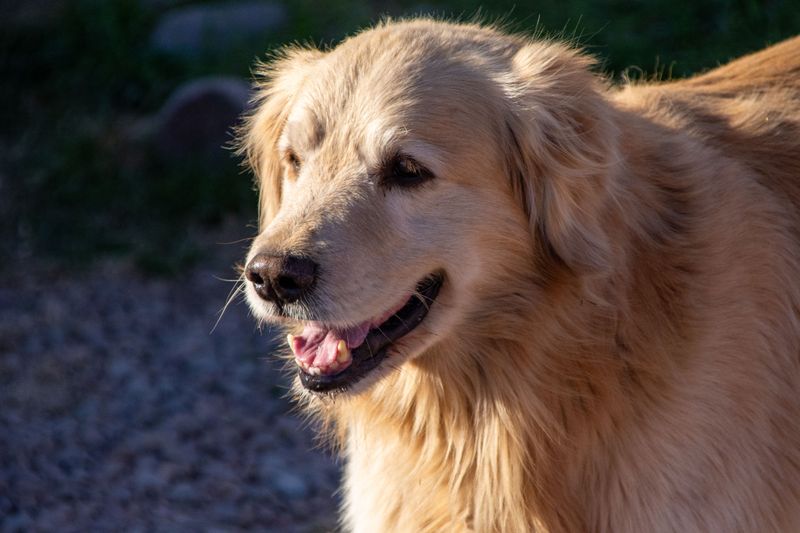Fall in love with these dogs first and you may discover the maintenance schedule later - A few breeds flip that script 2 Golden Retriever: Sunshine With a Side of Shedding