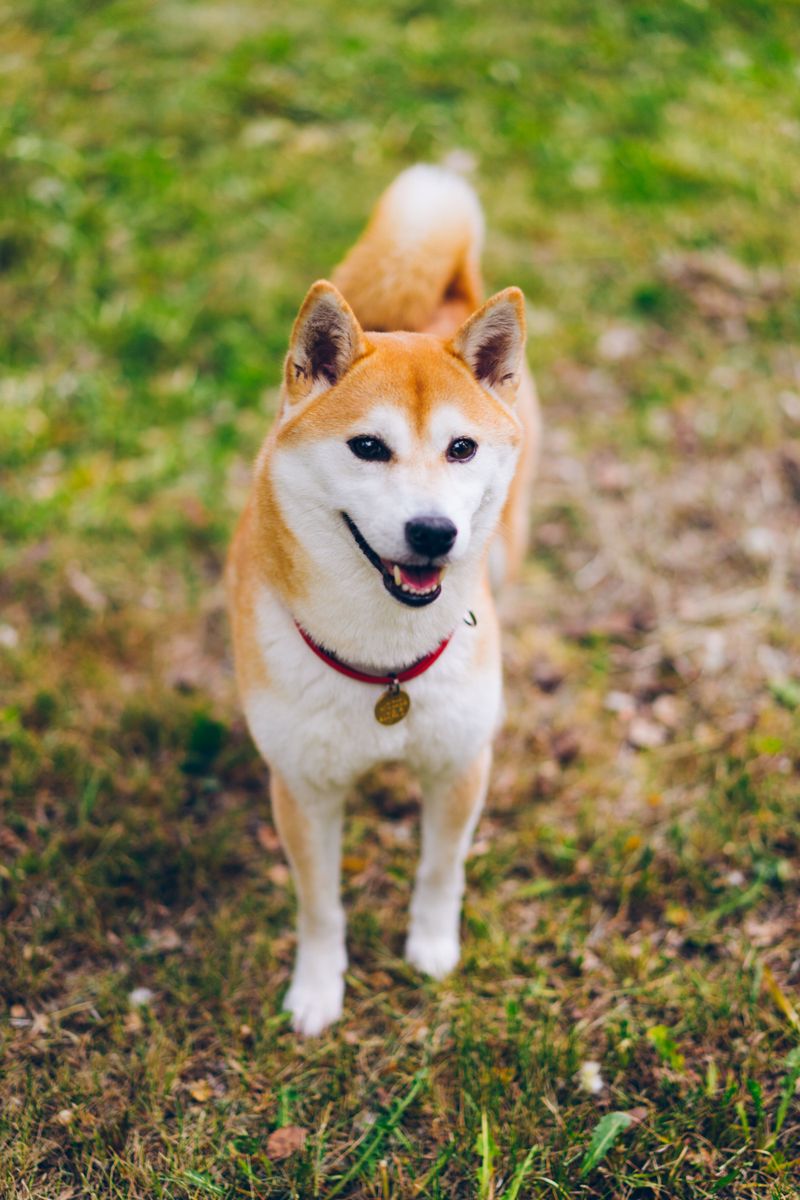 Shiba Inu