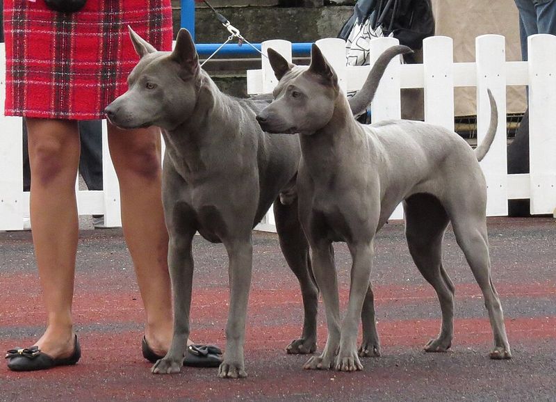 Thai Ridgeback