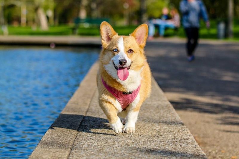 Corgi (Pembroke Welsh Corgi)