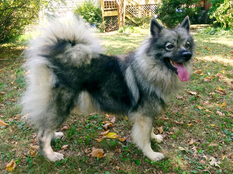 Keeshond