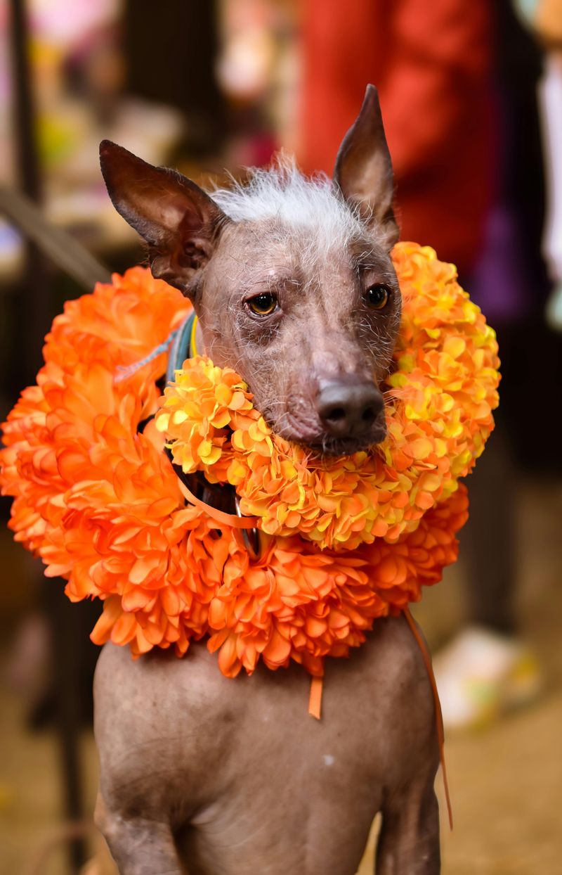 Xoloitzcuintli