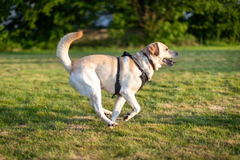 Think your dog is distracted on walks? Their nose may be telling them far more than you realize 4 Labrador Retriever - the joyful sampler