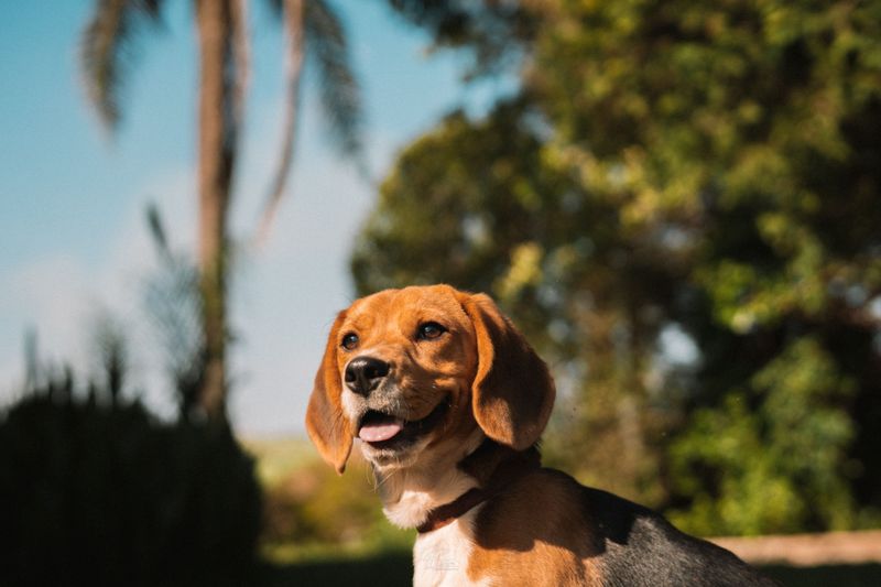 Friendly with people. Competitive with dogs. These 11 breeds often balance both 12 Beagle
