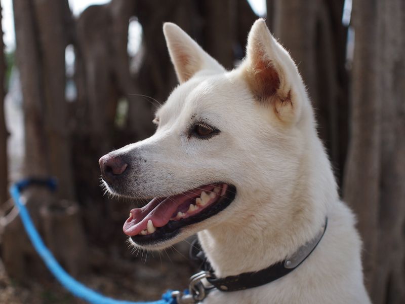 These 14 dog breeds may not be popular, but they have plenty to offer 13 Canaan Dog
