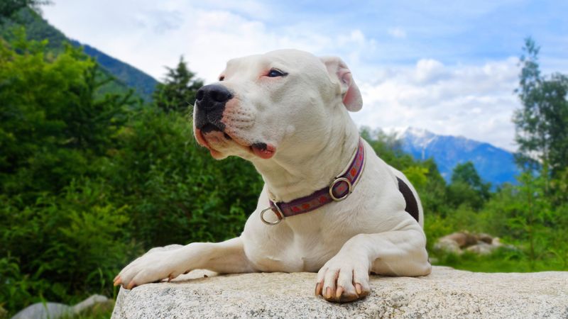 These dog breeds weren't developed for easy quarry - their hunting histories involved serious challenges 3 Dogo Argentino
