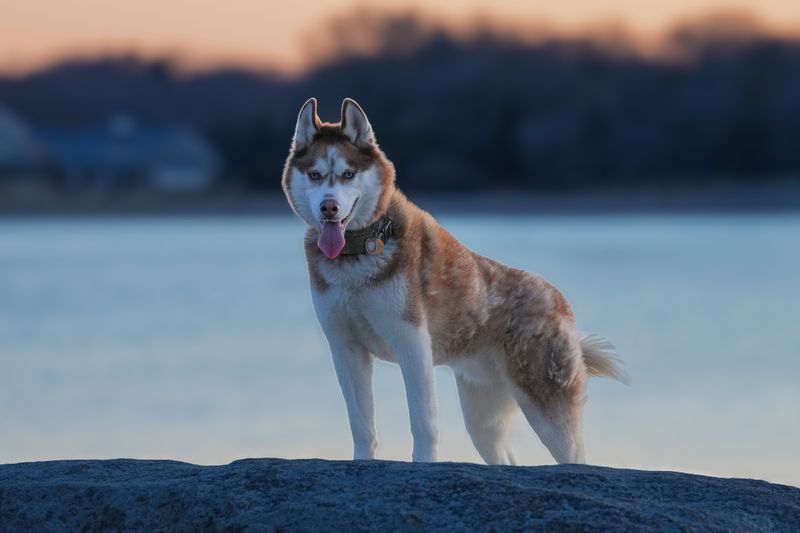 Hotter summers can be harder on dogs than owners realize - Breed traits make a difference 10 Siberian Husky