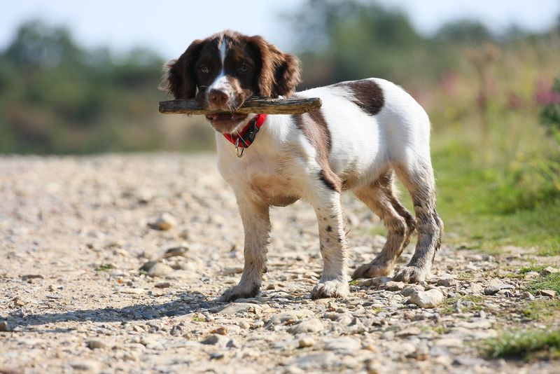 The Xylitol Panic Is Trending Again - 10 Breeds Vets Say Get Into “Sugar-Free” Stuff Fast 7 English Springer Spaniel