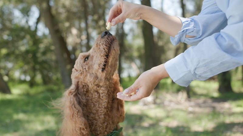 9 small things dogs truly love that many owners overlook 9 Small rewards and treats
