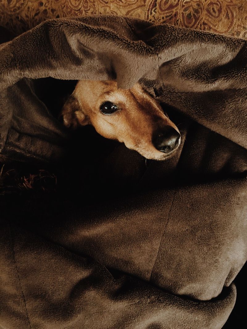 Dachshund detective under the blankets
