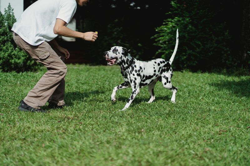 12 dog breeds that can lose their homes because owners expected a completely different dog 13 Dalmatian