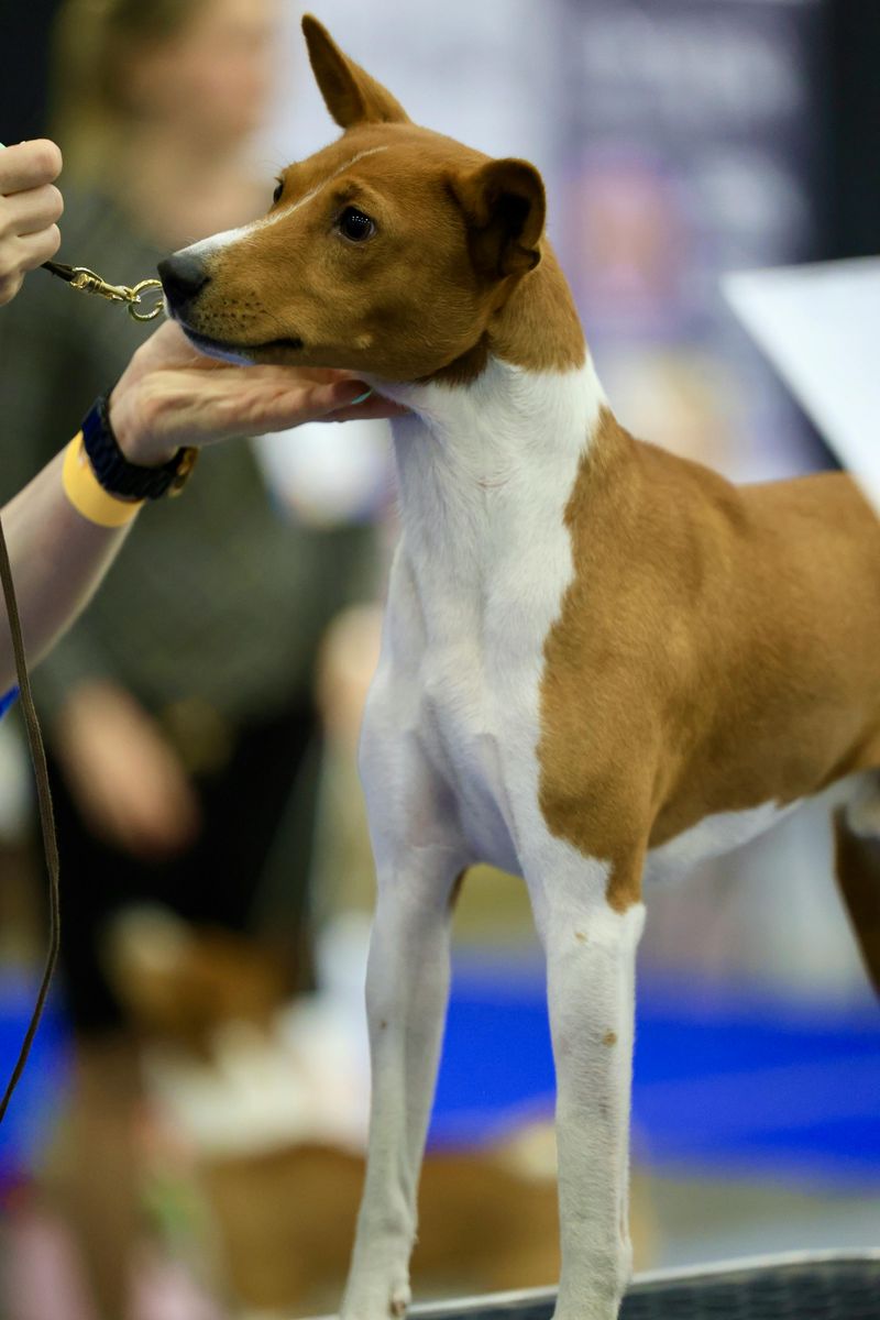 12 Quiet Dog Breeds That Rarely Bark in Apartments 2 Basenji