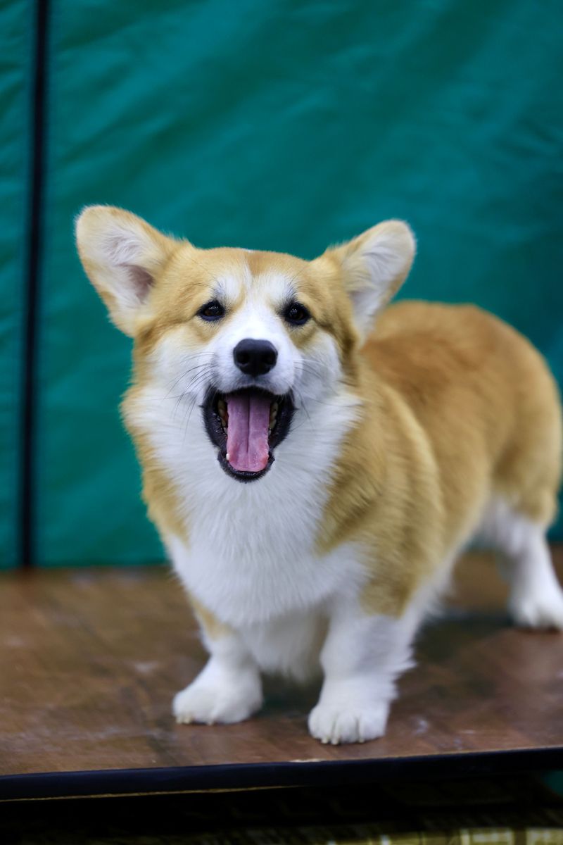 These unmistakable dogs keep appearing on everything from clothing to home decor 9 Pembroke Welsh Corgi