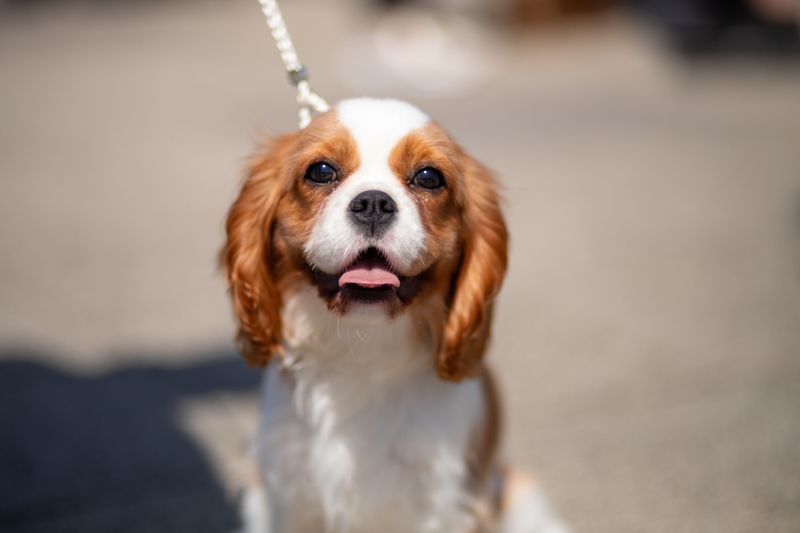 You brush, bathe and trim - but owners of these 12 dog breeds often forget the ears 7 Cavalier King Charles Spaniel