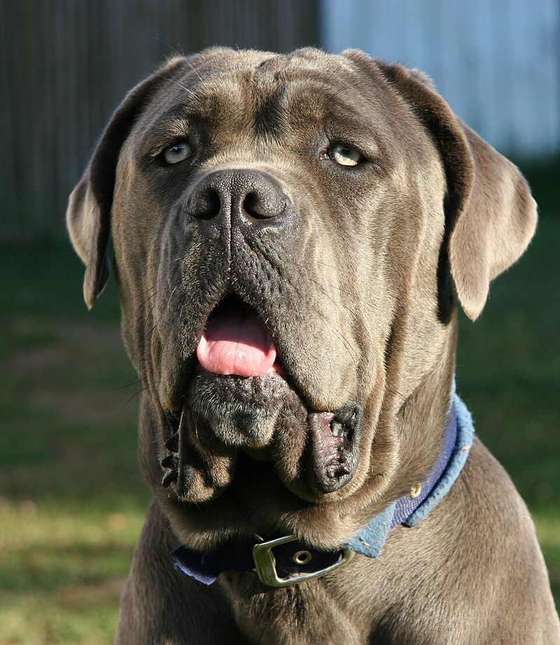 12 dogs with painfully short lifespans owners say are never easy to accept 13 Neapolitan Mastiff