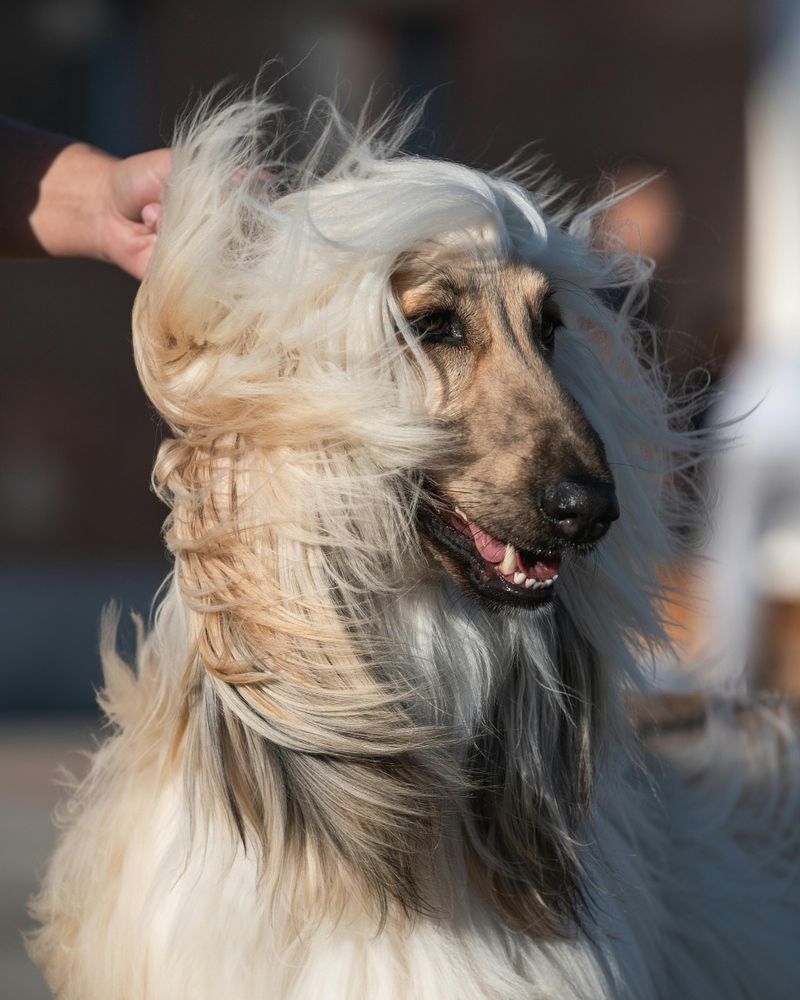 Afghan Hound