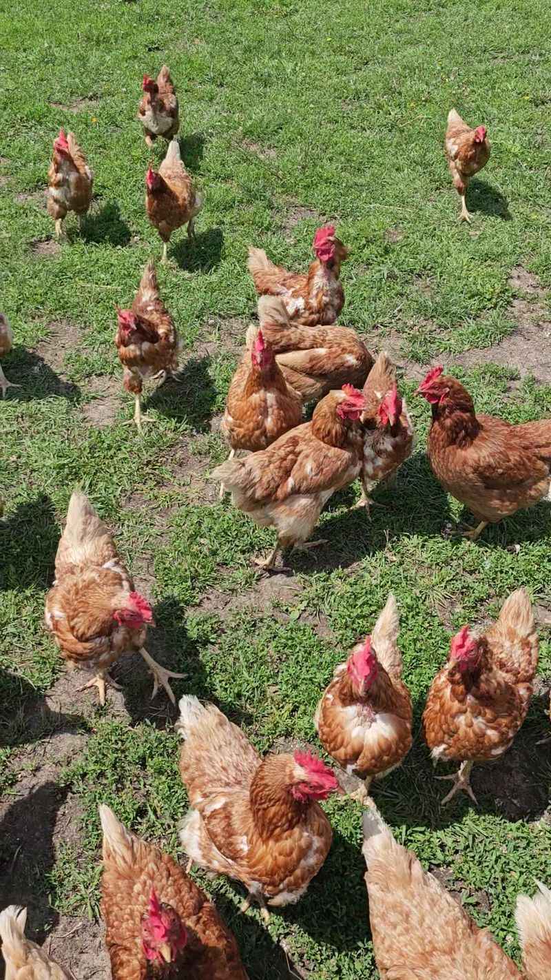 Barnyard Neighbors Beyond the Cows