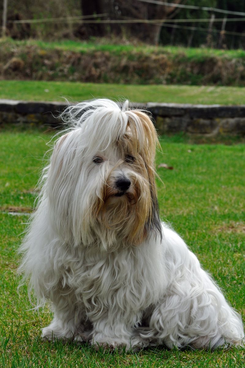 The dangerous part isn't meeting these dog breeds - It's trying to walk away without wanting one 8 Maltese