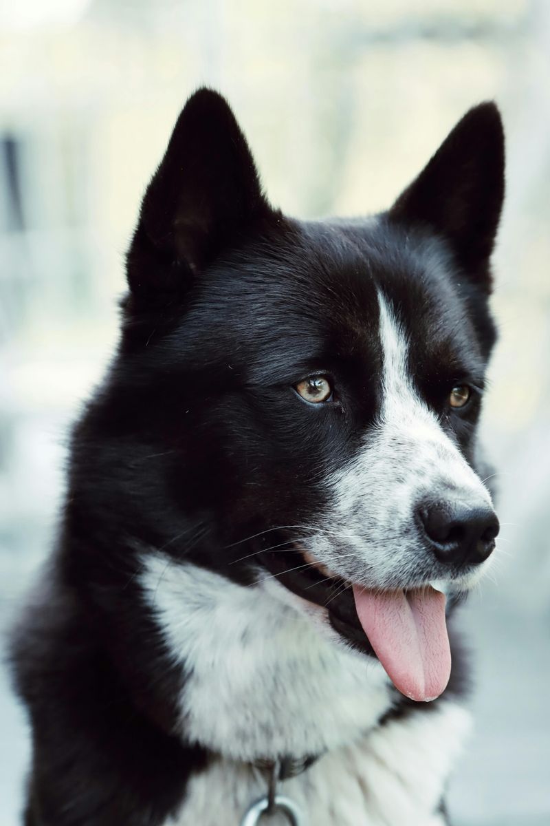 Karelian Bear Dog