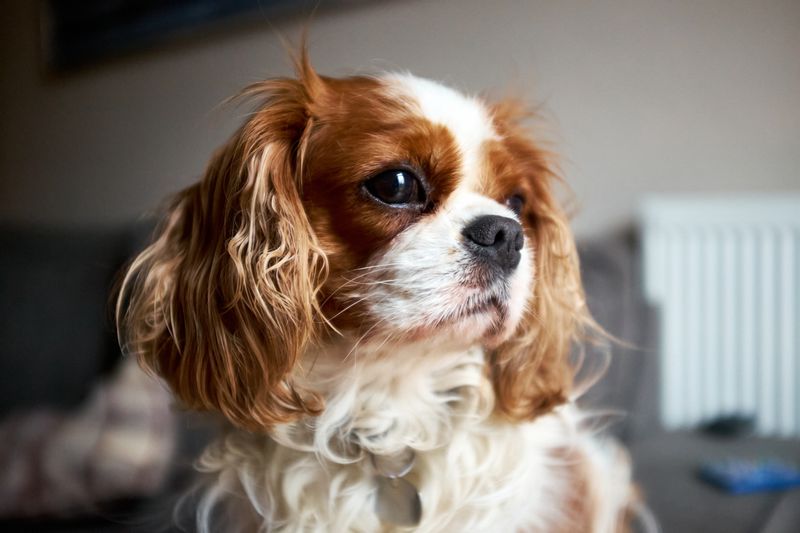Cavalier King Charles Spaniel