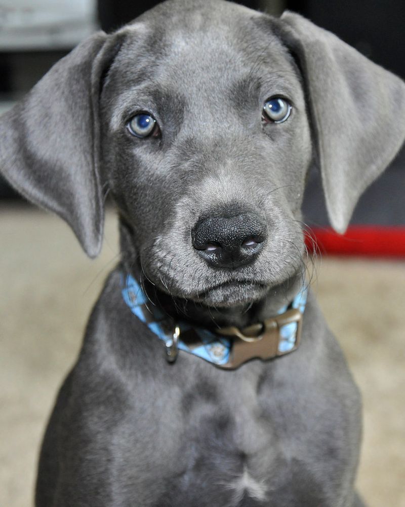 If you already have enough chaos in your life, these dogs may be exactly where to start 6 Great Dane