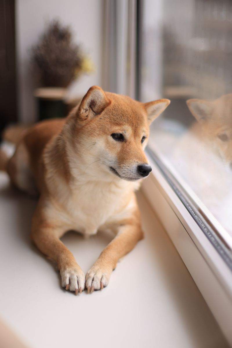 12 dog breeds whose ears make them look alert even when they're doing absolutely nothing 6 Shiba Inu: The Quiet Little Fox