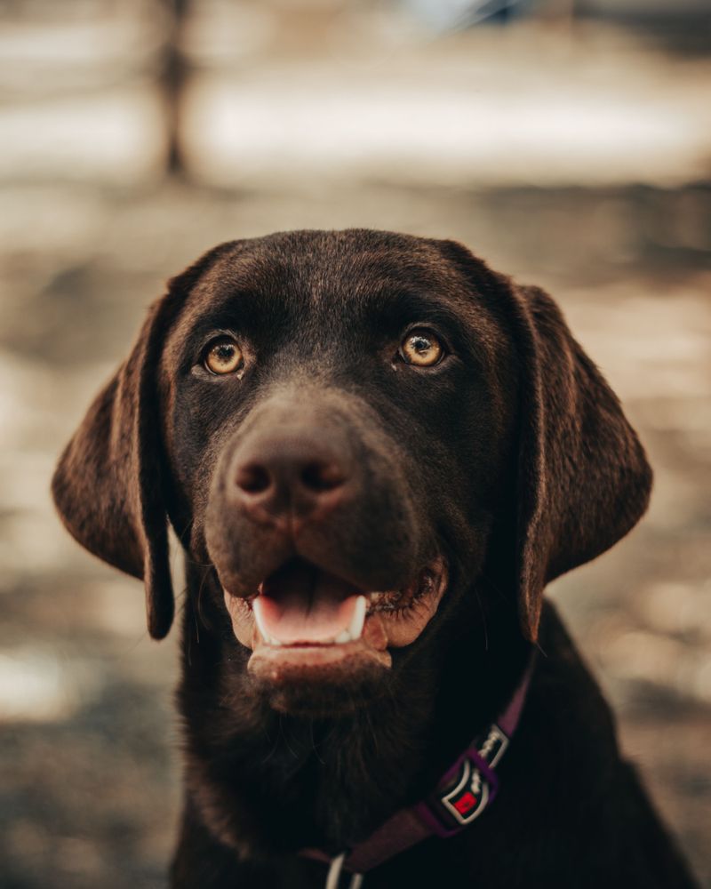Some companions recover so naturally from change that owners barely notice it happened 3 Labrador Retriever