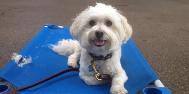 Maltese 