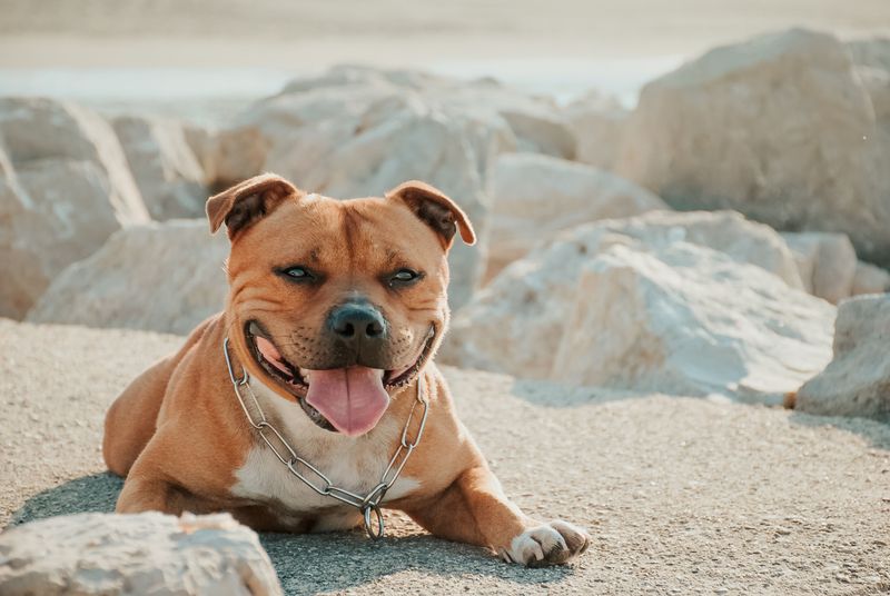First impressions get these dog breeds wrong surprisingly often 8 Staffordshire Bull Terrier