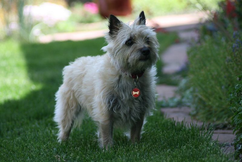 13 dogs that switch personalities when a second dog moves in 6 Cairn Terrier