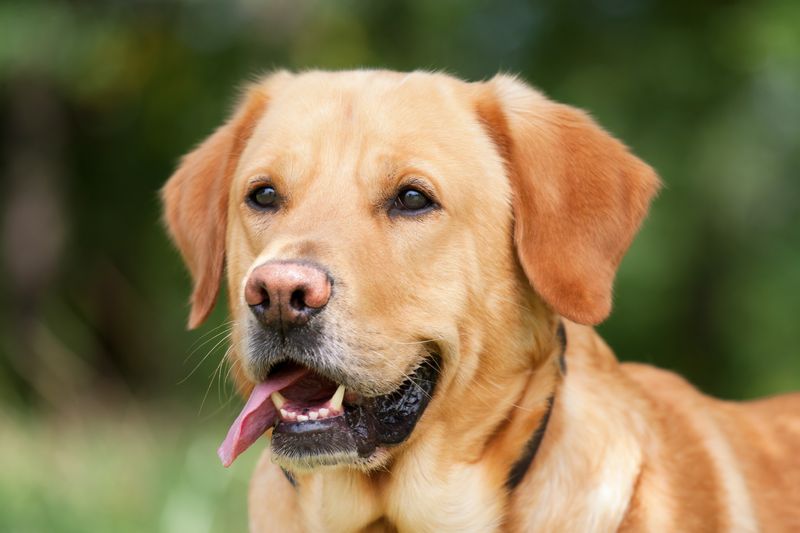20 dog breeds that react the moment they think something is about to happen 3 Labrador Retriever